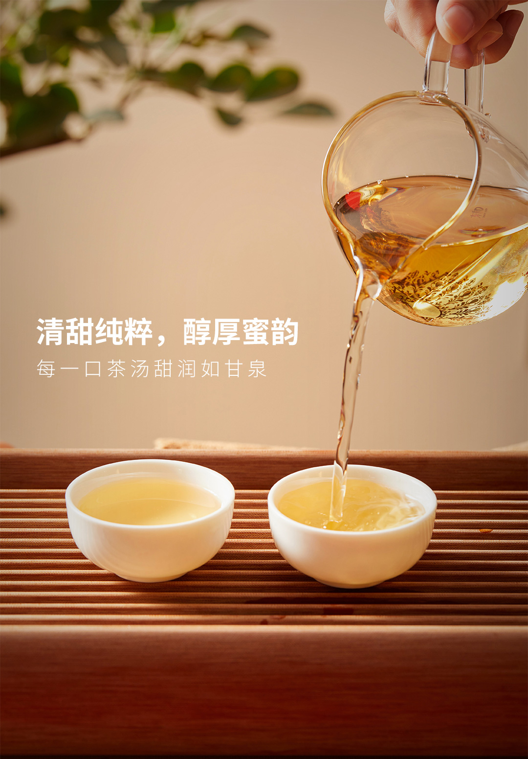 福鼎白茶广告设计图图片